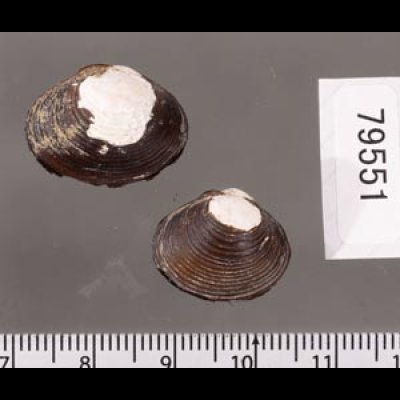ラナオシジミ 未詳 Corbicula sp.fig.2