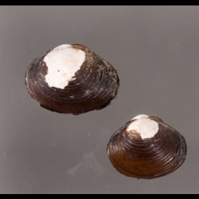 ラナオシジミ 未詳 Corbicula sp.fig.1