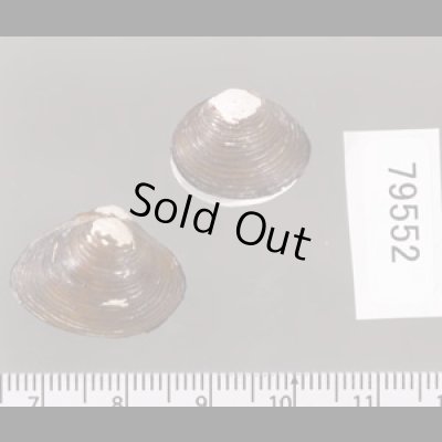 ラナオシジミ 未詳 Corbicula sp.fig.2