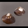 ラナオシジミ 未詳
