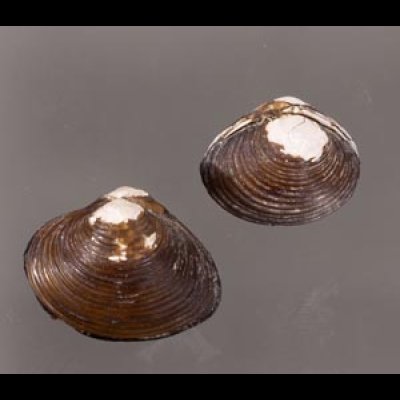 ラナオシジミ 未詳 Corbicula sp.fig.1