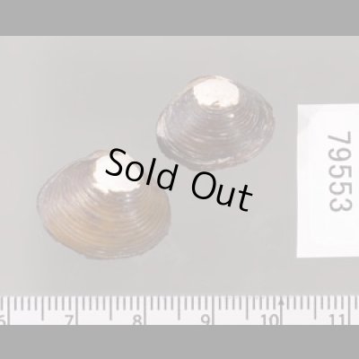 ラナオシジミ 未詳 Corbicula sp.fig.2