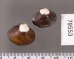 ラナオシジミ 未詳 Corbicula sp.fig.2