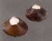 ラナオシジミ 未詳 Corbicula sp.fig.1