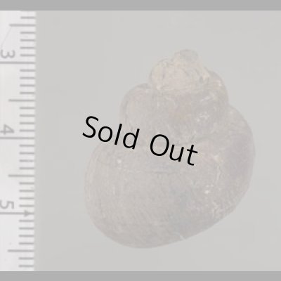 画像2: フィリピンタニシ (仮称)