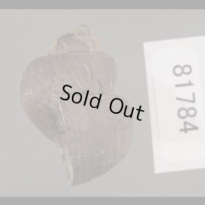 画像3: フィリピンタニシ (仮称)