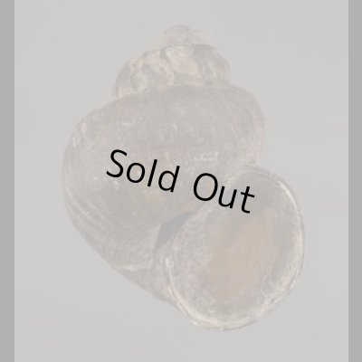 画像1: フィリピンタニシ (仮称)