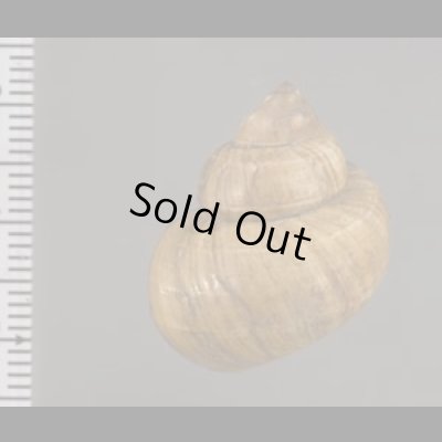 画像2: フィリピンタニシ (仮称)