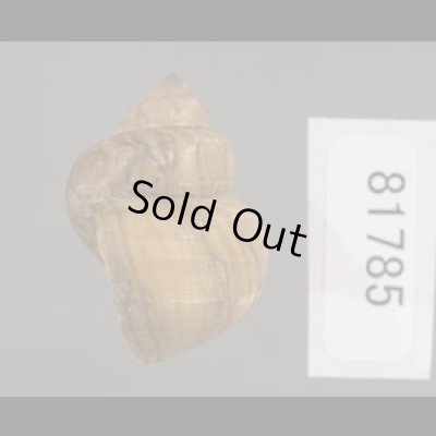 画像3: フィリピンタニシ (仮称)