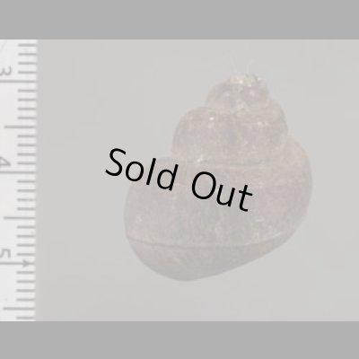 画像2: フィリピンタニシ (仮称)