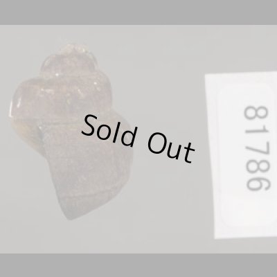 画像3: フィリピンタニシ (仮称)