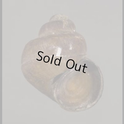 画像1: フィリピンタニシ (仮称)