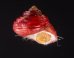 アカシサークルマチグサ (仮称) Gibbula  cicer thaliafig.1