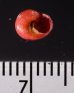 アカシサークルマチグサ (仮称) Gibbula  cicer thaliafig.3