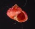 アカシサークルマチグサ (仮称) Gibbula  cicer thaliafig.1