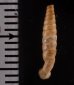 マヤジグアトーレパイプガイ (仮称) Torrecoptis bacillaris sordidulafig.2