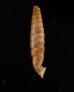 マヤジグアトーレパイプガイ (仮称) Torrecoptis bacillaris sordidulafig.3