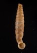 マヤジグアトーレパイプガイ (仮称) Torrecoptis bacillaris sordidulafig.1