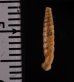 マヤジグアトーレパイプガイ (仮称) Torrecoptis bacillaris sordidulafig.2