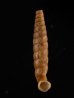 マヤジグアトーレパイプガイ (仮称) Torrecoptis bacillaris sordidulafig.1