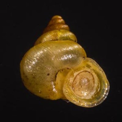 ガルバナスムシオイ (仮称) Stomacosmethis galbanusfig.1