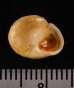 アレハダヤマキサゴ (仮称) Helicina sp.fig.3
