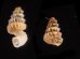 ハズレゴマガイ (仮称) Plectostoma siphonostomumfig.3