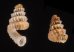 ハズレゴマガイ (仮称) Plectostoma siphonostomumfig.1