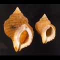 Argobuccinum pustulosum シマダンゴボラ