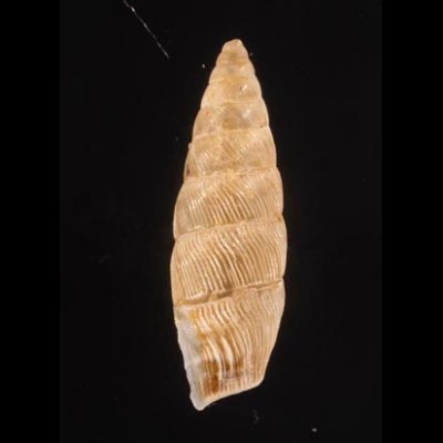 カドグチオニグチギセル (仮称) Odontostomus sp.fig.3