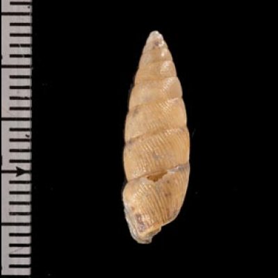 カドグチオニグチギセル (仮称) Odontostomus sp.fig.2