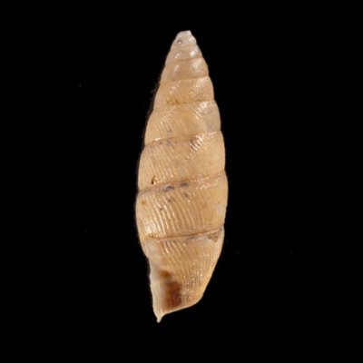 カドグチオニグチギセル (仮称) Odontostomus sp.fig.3