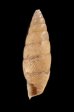 カドグチオニグチギセル (仮称) Odontostomus sp.fig.3