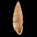 カドグチオニグチギセル (仮称)