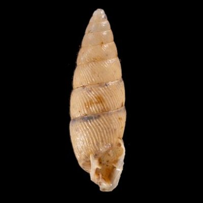 カドグチオニグチギセル (仮称) Odontostomus sp.fig.1