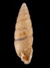 カドグチオニグチギセル (仮称) Odontostomus sp.fig.1
