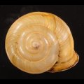 Campylaea planospira アルプスヒラバマイマイ