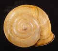 Campylaea planospira アルプスヒラバマイマイ