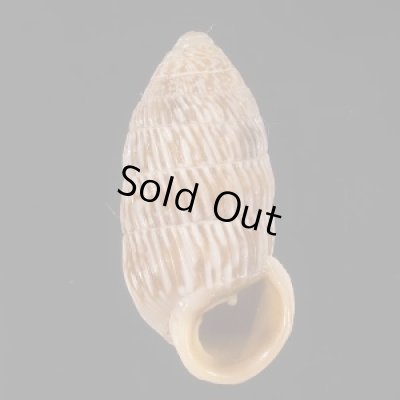 画像1: ハイアットオオタワラ (仮称)