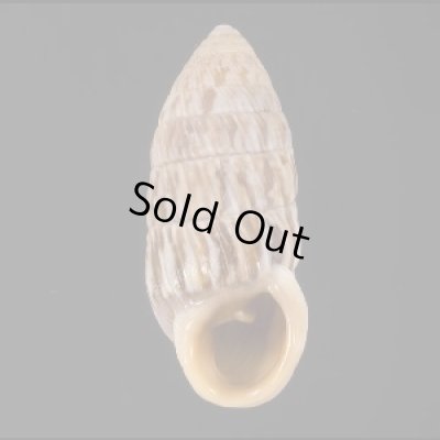 画像1: ハイアットオオタワラ (仮称)