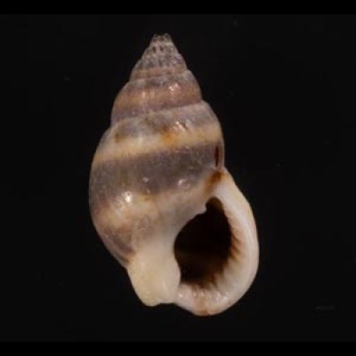 ハイイロヨフバイ Nassarius mustelinafig.1