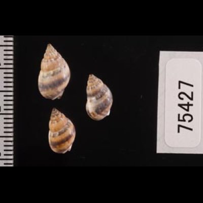 ハイイロヨフバイ Nassarius mustelinafig.2