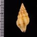 キイロツノマタモドキ Peristernia ustulata var. luchuanafig.2