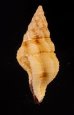 キイロツノマタモドキ Peristernia ustulata var. luchuanafig.3