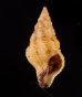 キイロツノマタモドキ Peristernia ustulata var. luchuanafig.1
