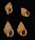 Nassarius muiri ムイリムシロ (仮称)