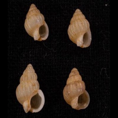 ムイリムシロ (仮称) Nassarius muirifig.1