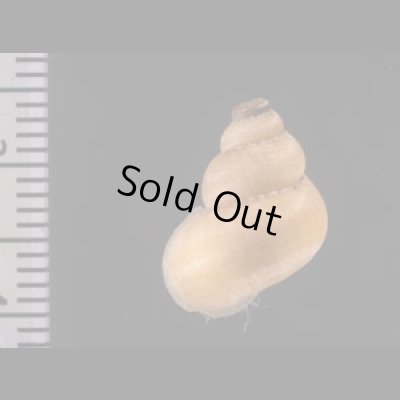 トレローニークチヒレ （仮称） Colobostylus lamellosusfig.2