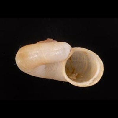 レッドフィールドヤマタニシの仲間 未詳 Aperostoma sp.fig.2