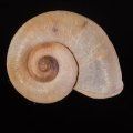 Aperostoma sp. レッドフィールドヤマタニシの仲間 未詳